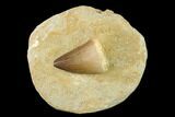 Mosasaur (Prognathodon) Tooth In Rock - Morocco #140639-1
